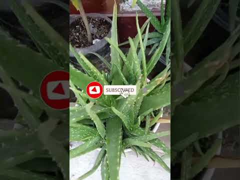 Rahasia Lidah Buaya Banyak Anakan #shorts #aloevera #gardening