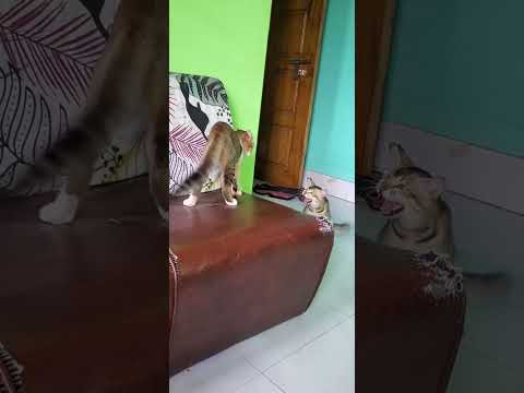 Angela vs/ phoso.....