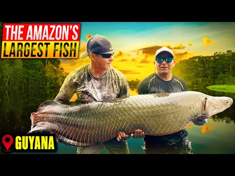 Arapaima Fishing on the Essequibo River | Catching Monster Fish in Guyana's Amazon Jungle