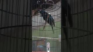 Download lagu Burung Tuwu istimewa gacor dor buat penunggu rumah mp3