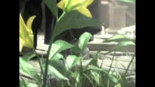 In Closing-12 Stones