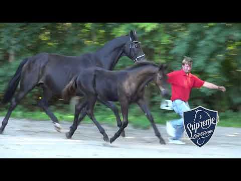 'BUMBLE BEE' 2021 COLT BY BERNAY