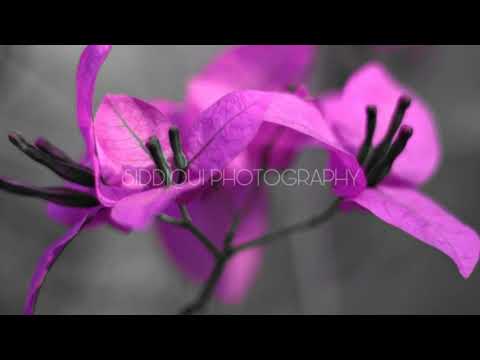 Awesome flower's photography || MAROOF SIDDIQUI || SIDDIQUI PHOTOGRAPHY 📸