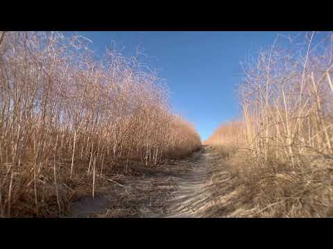 Paul Haslinger - Undertow (Official Video)