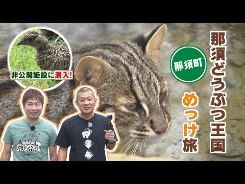 U字工事の旅！発見#311　那須どうぶつ王国 2025　～栃木県・那須町～
