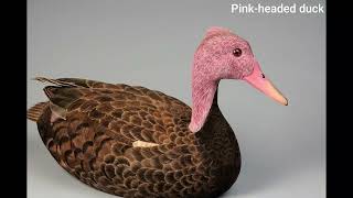 Extinct Animals India