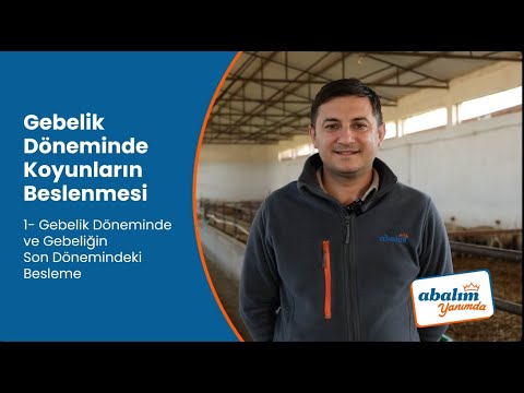 Gebelik Döneminde Koyunların Beslenmesi – Gebelik Döneminde ve Gebeliğin Son Dönemlerindeki Besleme