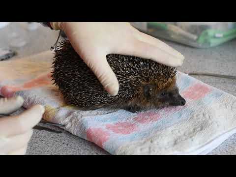 Igel Auffangstation in Etting