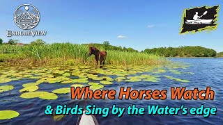 Virtual Kayaking | Where Horses Watch & Birds Sing: A Tranquil Kayak Journey