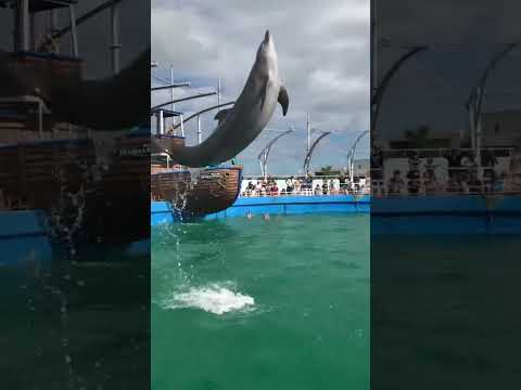 Splash attack #dolphin #dolphins #splash #seaanimals #oceanlife #amazing #shorts