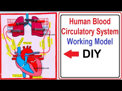 stomata model stomatal opening and closing science project howtofunda diy