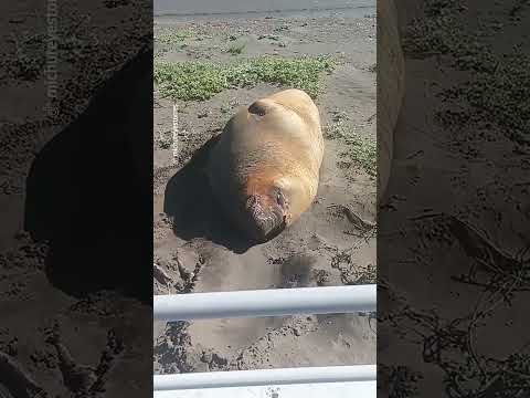Elefante marino sorprende en Puerto Saavedra