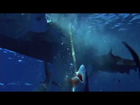 Spencer Tracy Fight with Sharks - The Old Man And The Sea (1958)