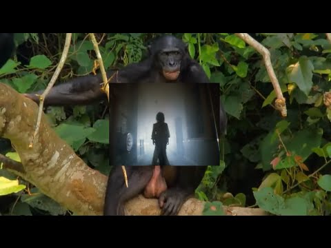 Total Eclipse of the Bonobo - DJ YOLOTANKER (ft. B. Tyler)