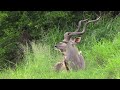 Kudu bull relaxing