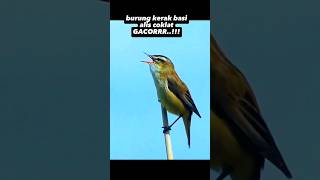 Download lagu burung kerak basi alis hitam gacor‼️mirip sikatan londo#kicaumania #sikatanlondo mp3 Download lagu burung kerak basi alis hitam gacor‼️mirip sikatan londo#kicaumania #sikatanlondo mp3