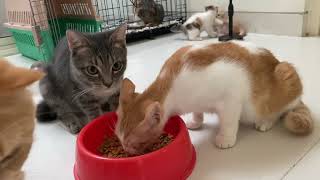 Download lagu KUMPULAN KUCING LAGI SANTAI - MARBOETTY THE CAT #84 mp3
