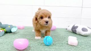 ハーフ犬の動画01