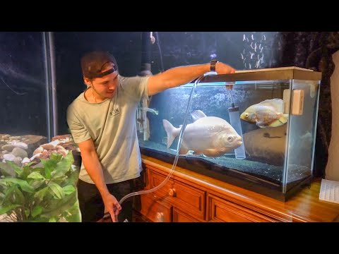 HUGE PLATINUM Pacu SAVED From CROWDED FISH TANK!