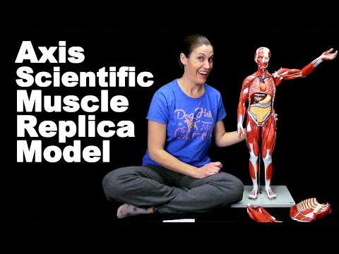 Meet My Wellden International Skeleton Ask Doctor Jo