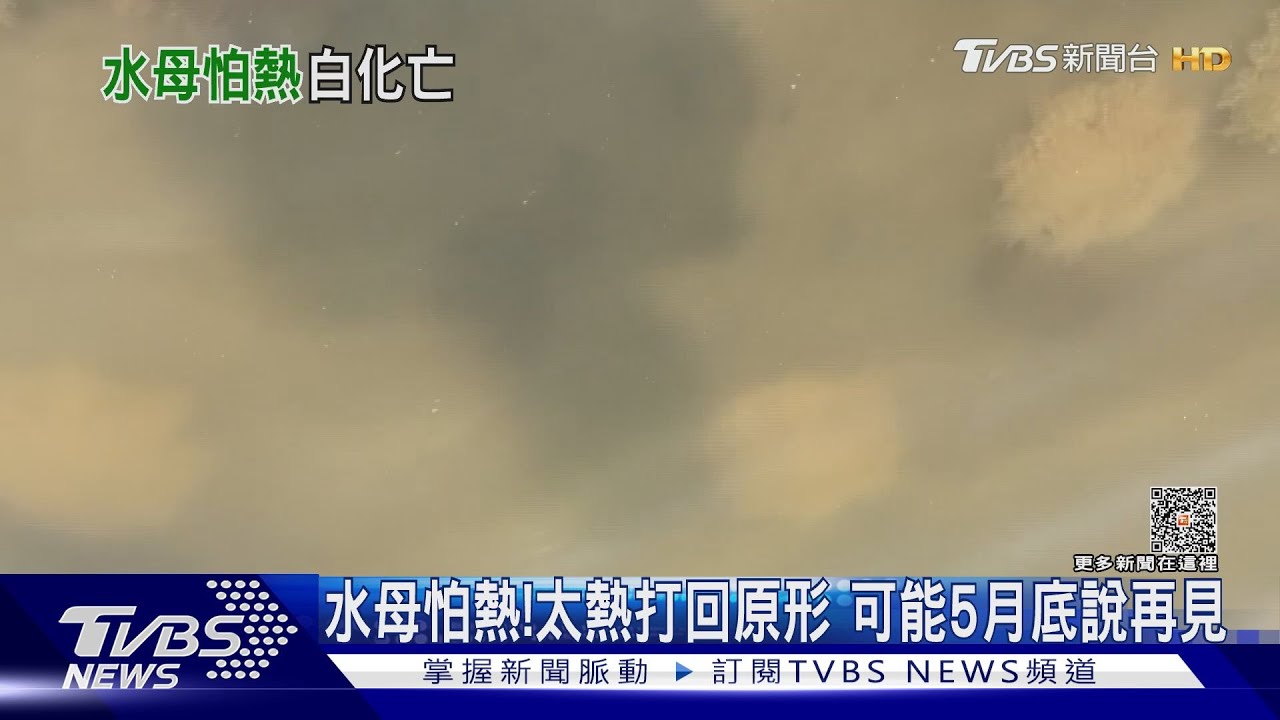 林園倒立水母怕熱！太熱會打回原形　可能5月底說再見