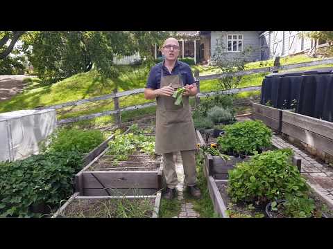 How to grow Veggies at home in Australia the easy way - Free series by Brian and Kaylene