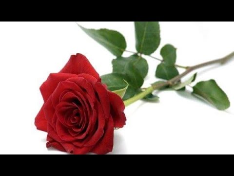 LEONIDA - VRTNICA - ( The Rose) & Sestre/Systrarna BUDJA & ORFEUM The family choir..