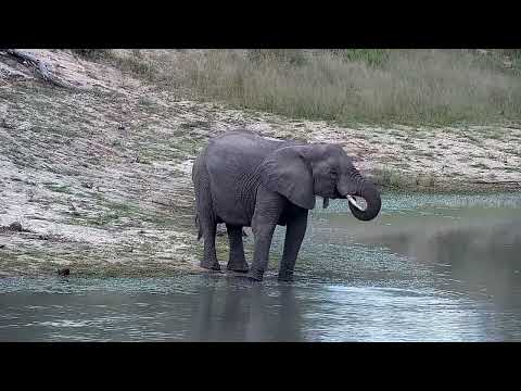 Djuma: Elephants scattered about - 15:18 - 04/25/2022