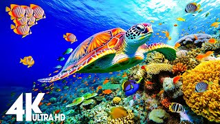 [NEW] Stunning 4K Underwater footage - Rare & Colorful Sea Life Video - Ocean Sounds to Sleep, Relax