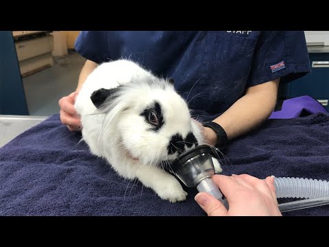 Danny the Rabbit Gets a Tooth Exam (Vet Series Part 1)