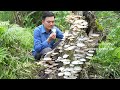 Find mushrooms to cook a lucky day met a lot. Robert | Green forest life