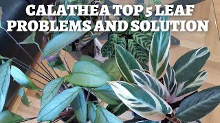 Calathea Plant problems and easy fixes - TOP 5