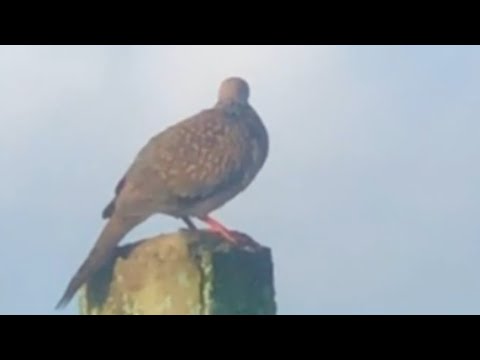 #Dove mourning/coo call/sounds/ bird