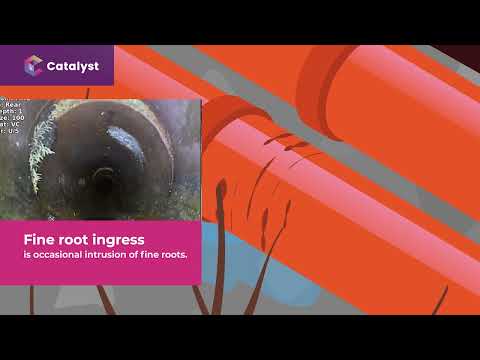 Sewer pipe root ingress