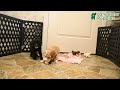 Miniature Poodle dogs for sale: Clover - Video 1