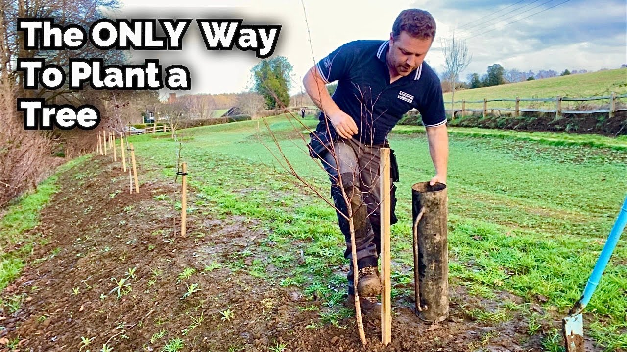 How To Plant Trees and Shrubs - Bare Root vs Potted Plants