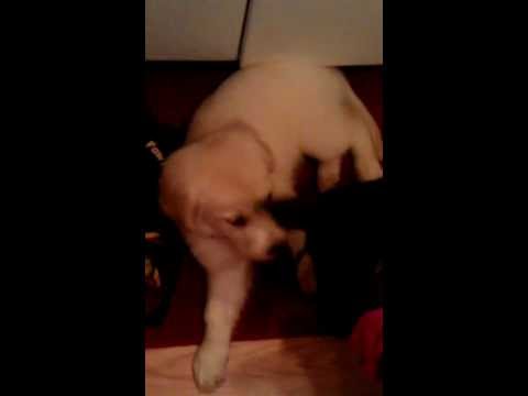 Recon Video #2 Hiccups