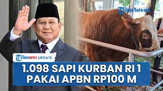 Prabowo Anggarkan Beli 1.098 Ekor Sapi Kurban dari Peternak Lokal, Pakai APBN Rp100 Miliar