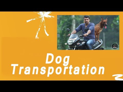 എങ്ങനെ നമ്മുടെ നായയെ സുരക്ഷിതമായി വണ്ടിയിൽ കൊണ്ടുപോകാം.Saajan  K9 training school 9961310970