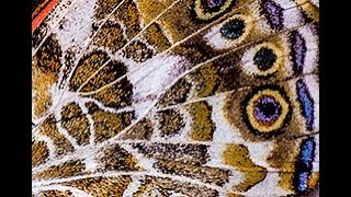 ABSTRACT MACRO PHOTOGRAPHY TIPS - Amazing Butterfly Wings