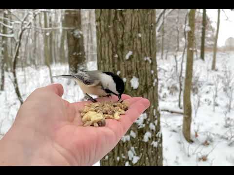 Hand-feeding Birds in Slow Mo - Chickadee, Red-bellied Woodpecker, Tufted Titmouse