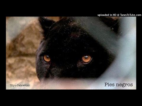 YIYO CABRERIZO - PIES NEGROS