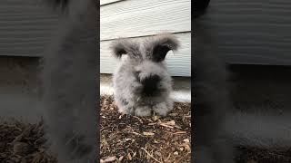 Angora rabbit Rabbits Videos