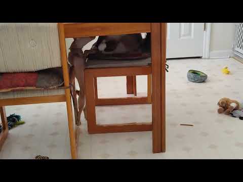 Skyler vs Sunny, Cat vs Puppy #catanddog #cat #skyler #catfight #catvideos