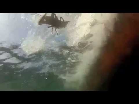 Das AWI setzt Hummer in die Freiheit