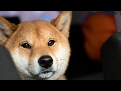 Best Dog Food for Allergies🐾🐾🐾