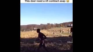 Watch out for the deer.