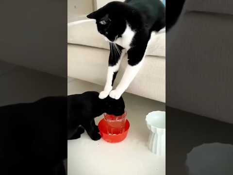 Shocking Animal Transformation! #animaljourney #amazingtransformation #animalcrossing  #animalgrowth