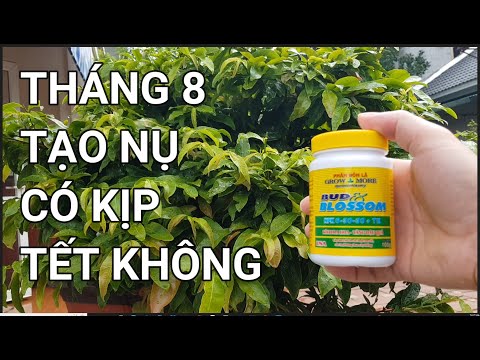 🔴QBS22254 - THÁNG 8 CHƯA CÓ NỤ KIM THÌ CÂY MAI CÓ KỊP TẾT KHÔNG | CHĂM SÓC MAI VÀNG MIỀN BẮC THÁNG 8