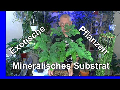 Pflanzen im mineralischen Substrat pflegen. Praxis in der Pflanzenpflege